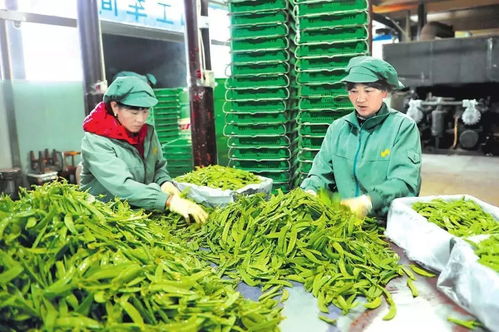 加速发展 急速提档 玉溪电子商务谱写创新转型与农业信息咨询融合新篇章