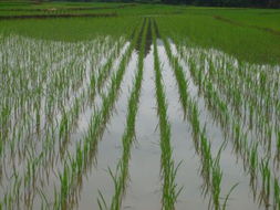 文山农业信息网 打造现代农业发展的智慧桥梁